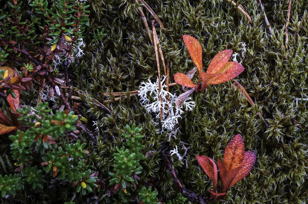 Autumn colours