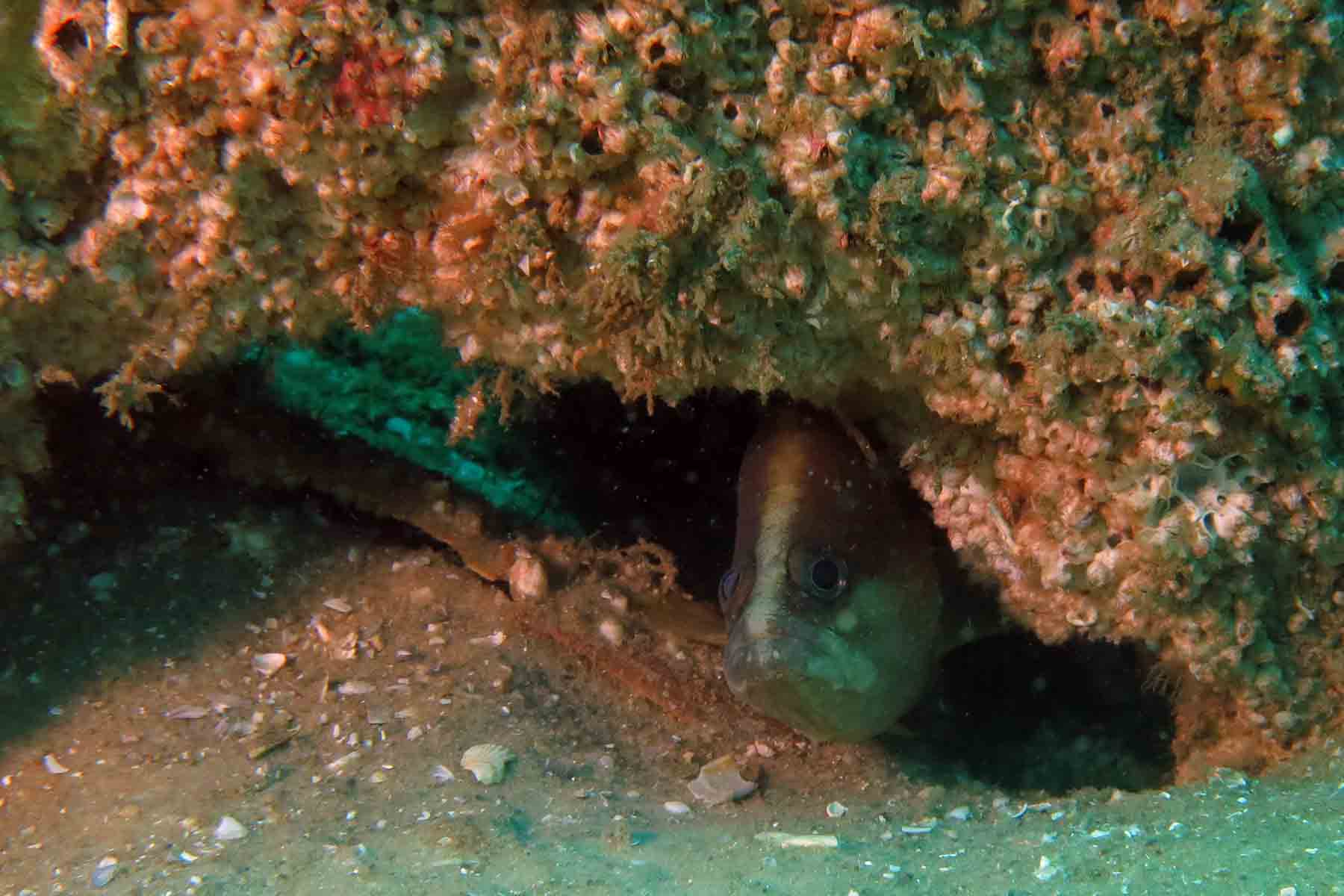 Whitespotted Soapfish