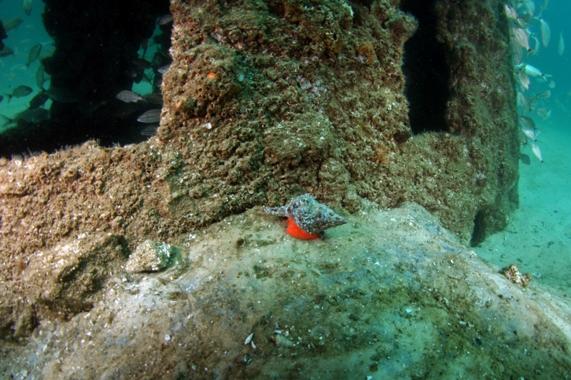 Small Horse Conch