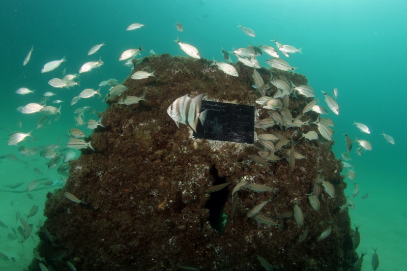 Spadefish and tomtates