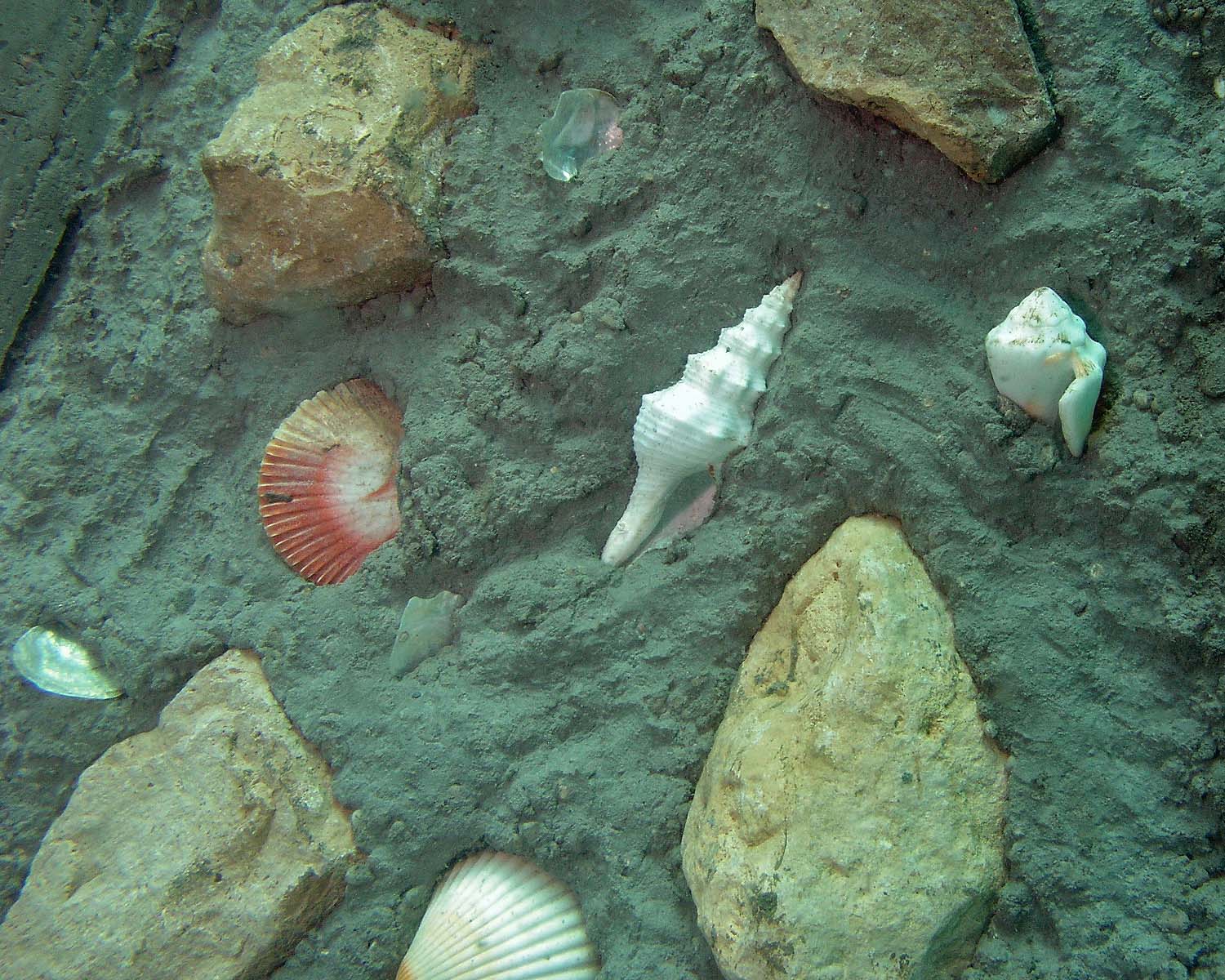 Seashells collected by the grandparents