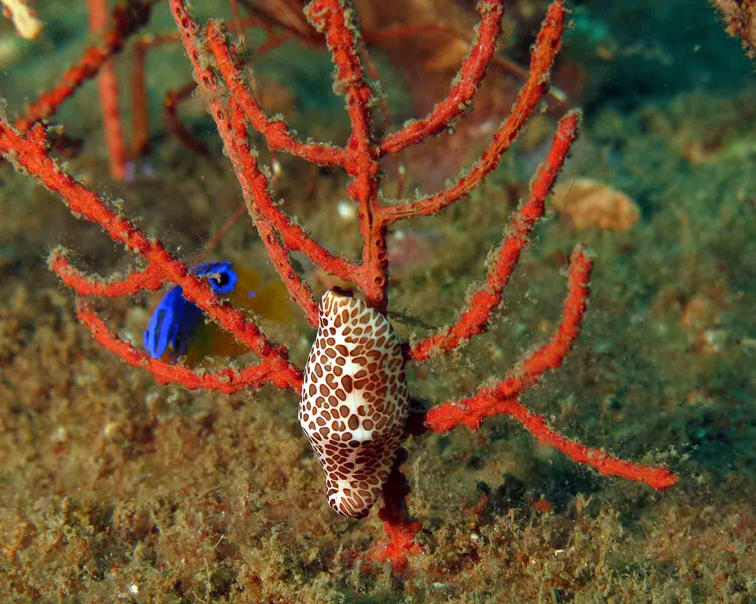 Spotted Cyphoma