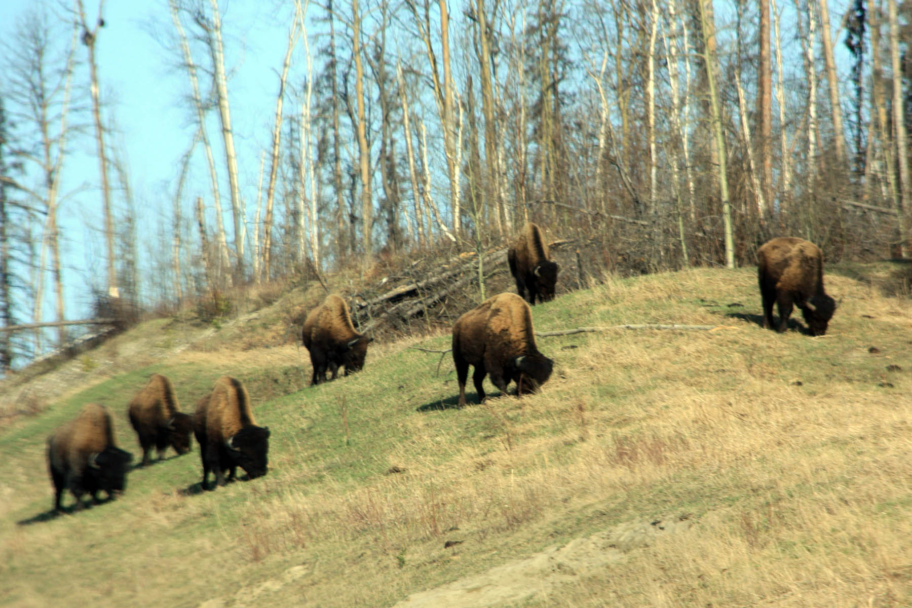 Roadside Bison