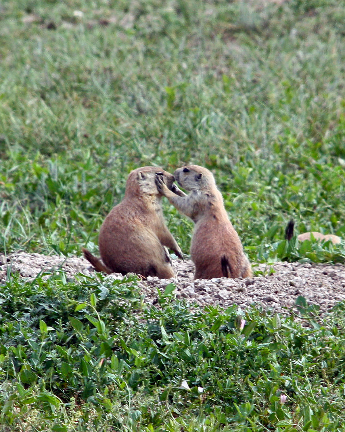 Prairie dog kissy face