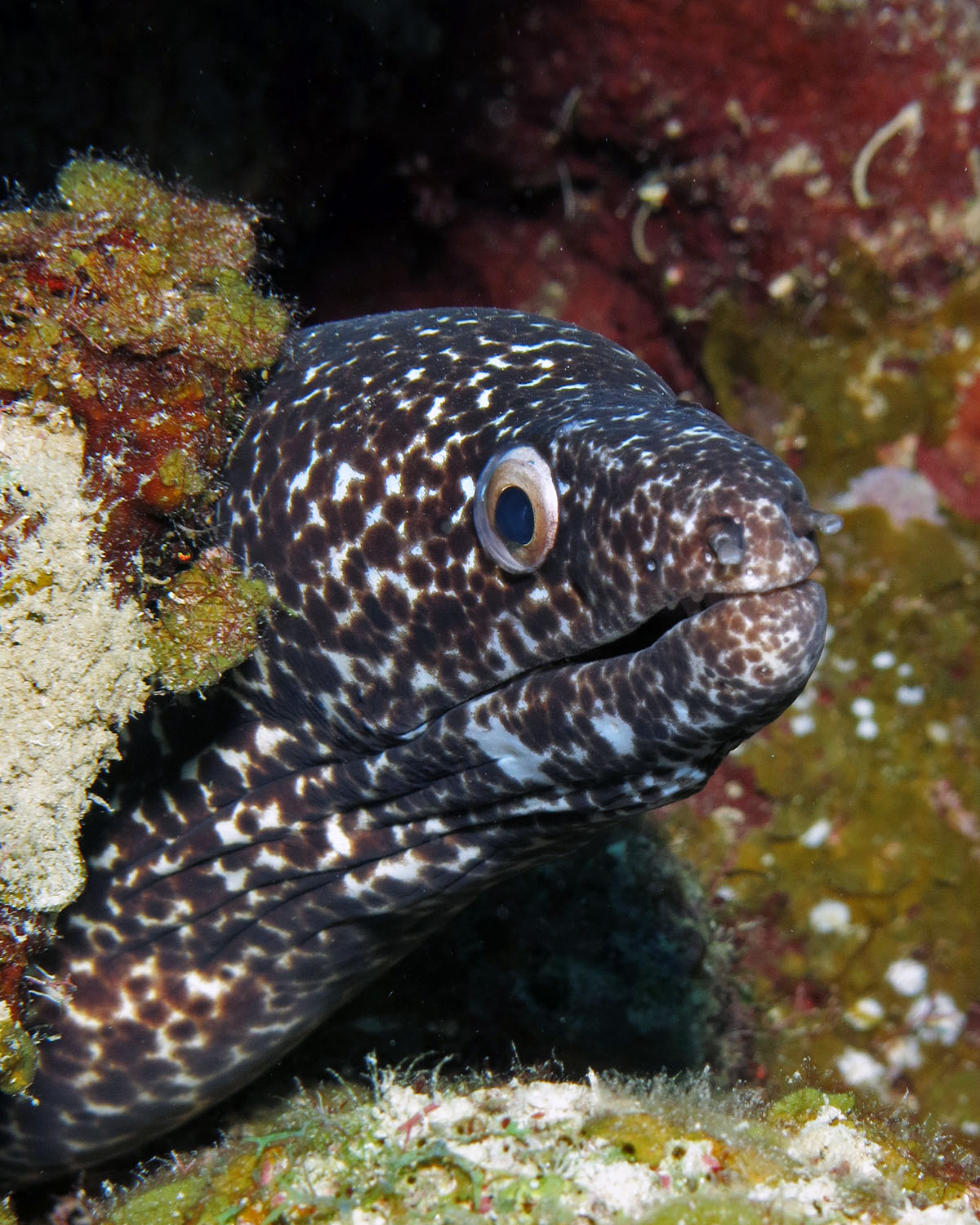 Spotted moray