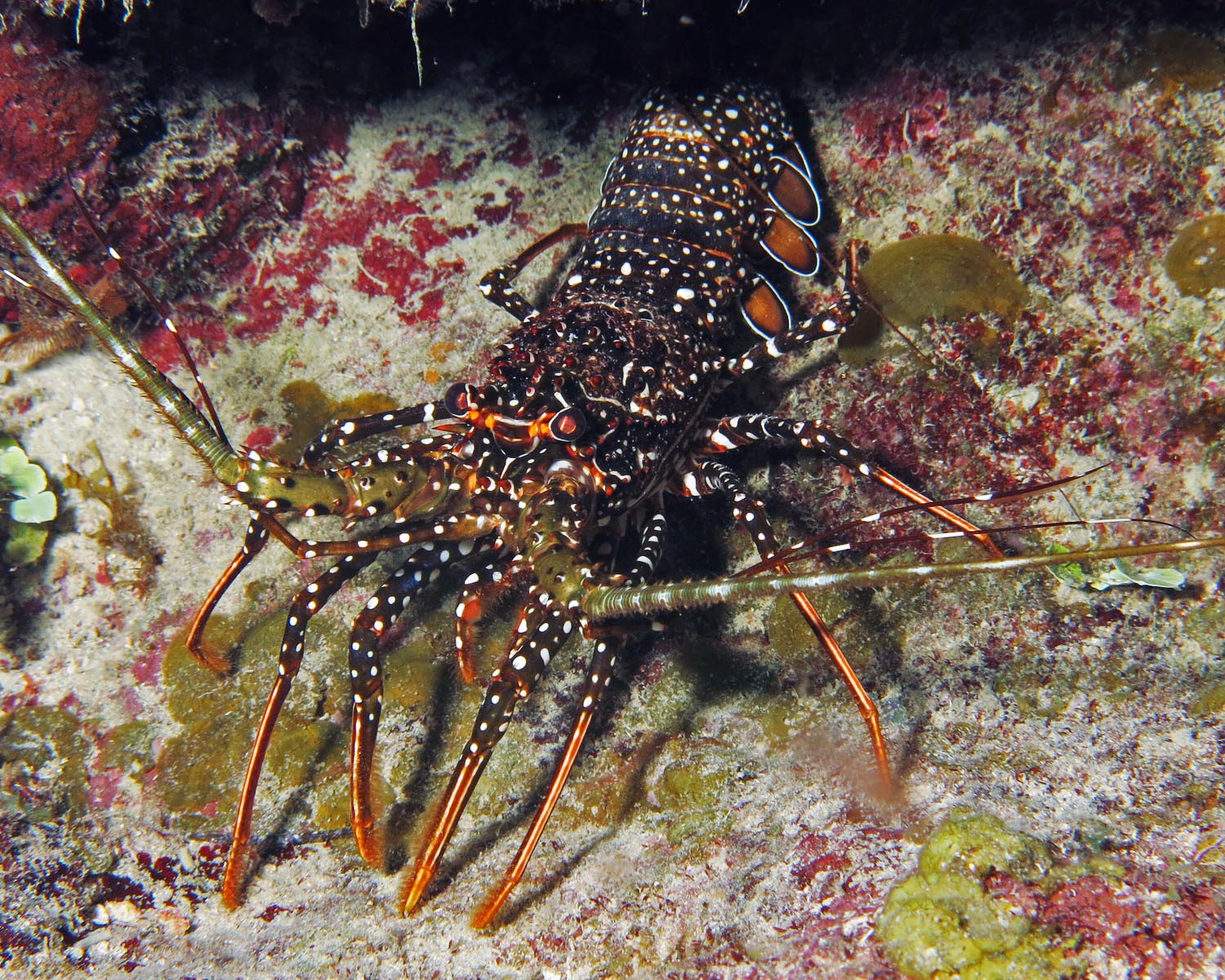 Spotted lobster