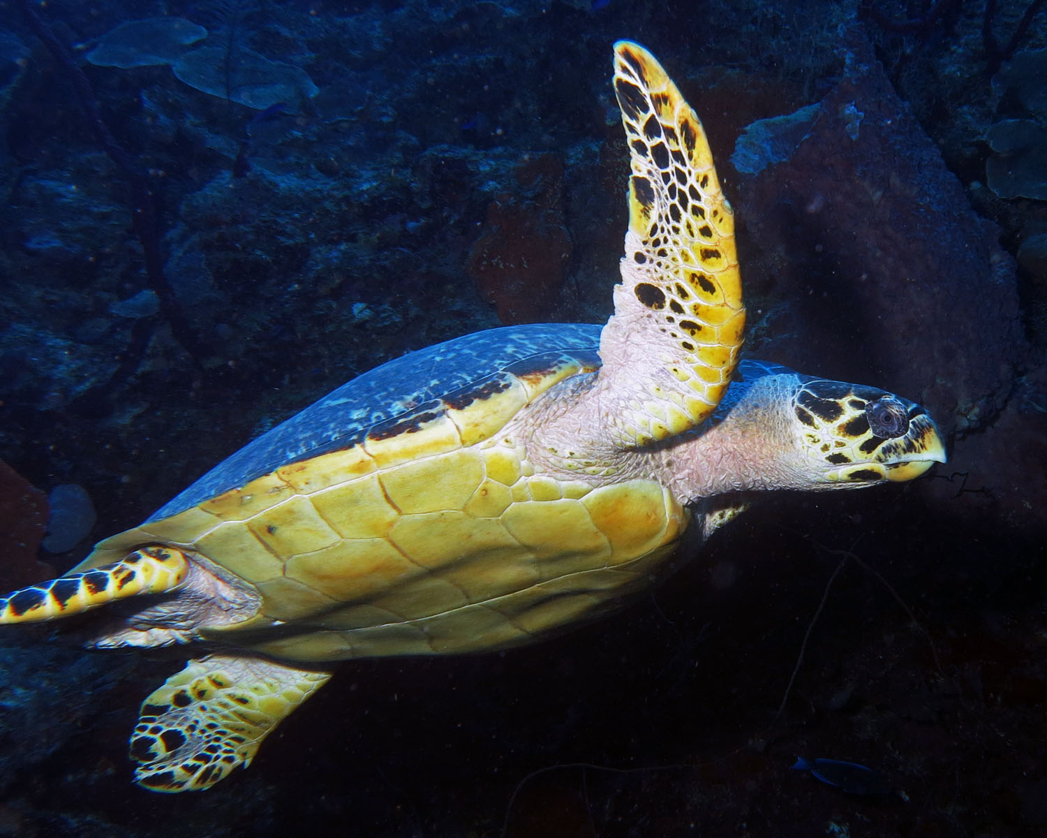 Hawksbill turtle