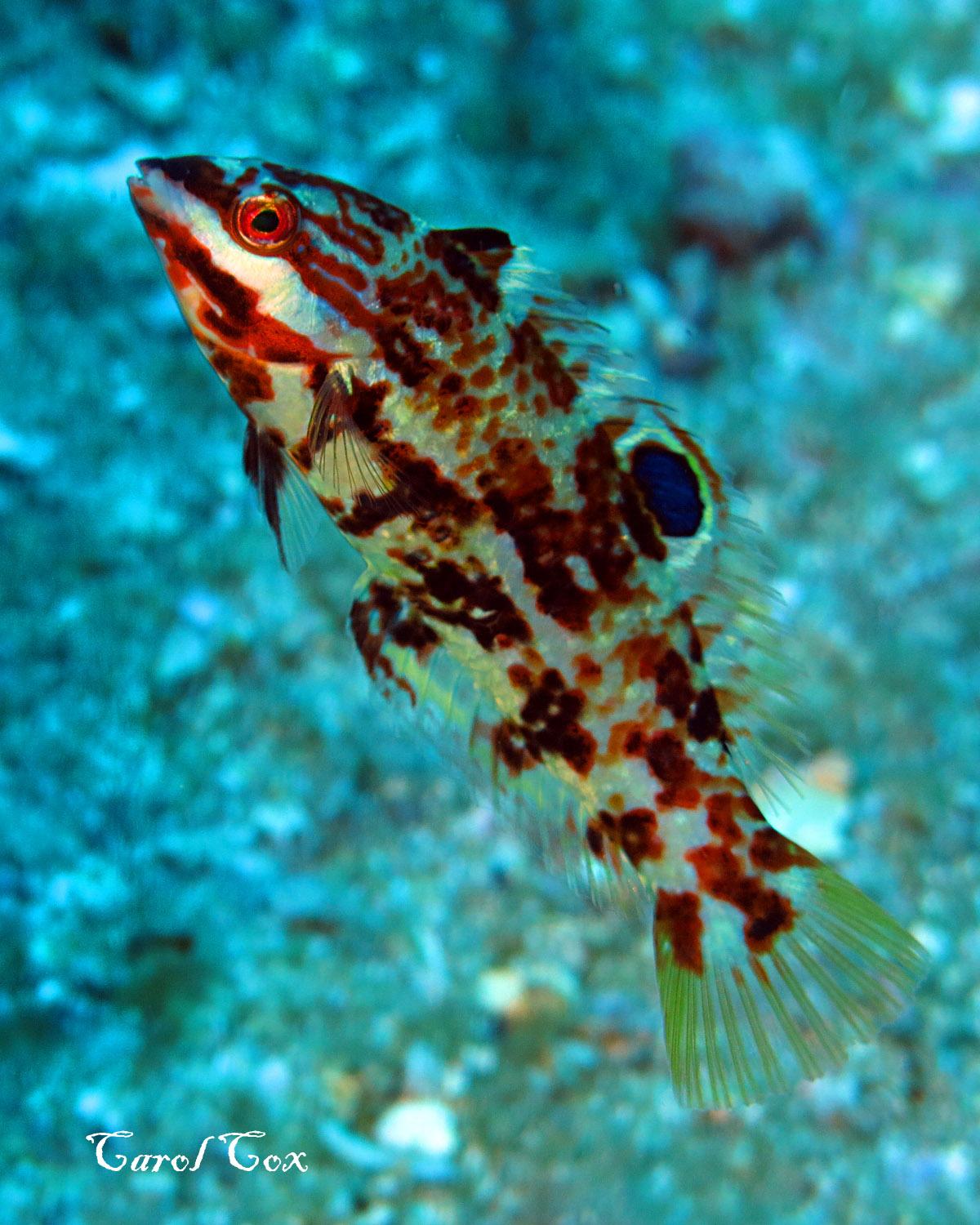 Juv Spinster Wrasse