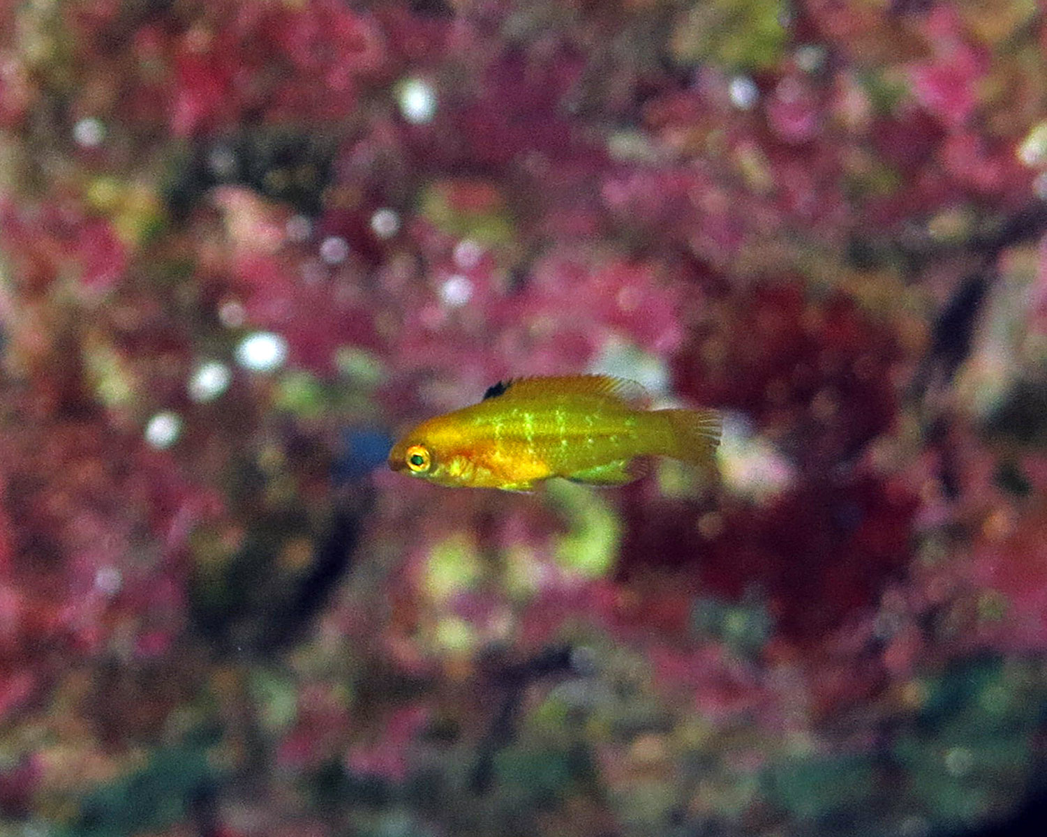 Mexican hogfish