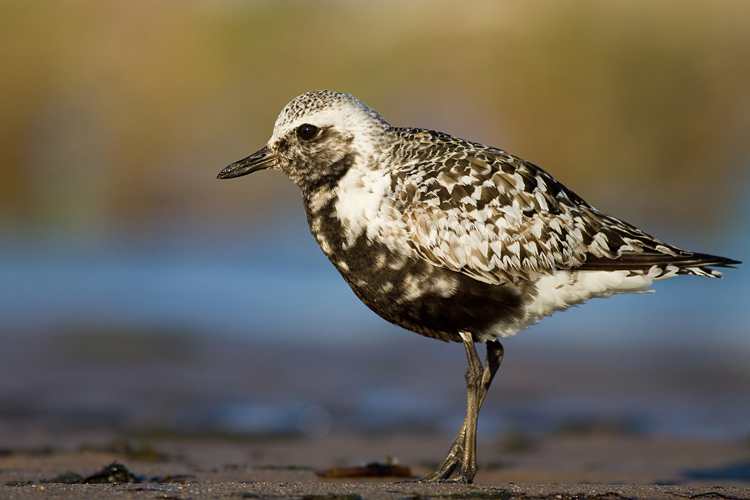 Siewnica  (<i>Pluvialis squatarola</i>)
