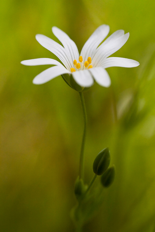 Gwiazdnica wielkokwiatowa (<i>Stellaria holostea L.</i>)