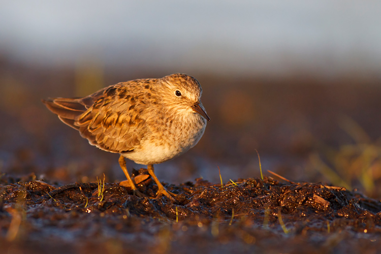 Biegus maly (<i>Calidris temminckii</i>)