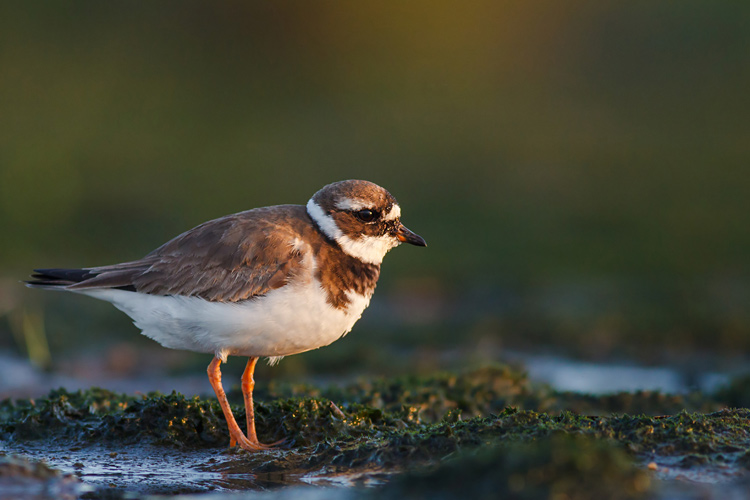 Sieweczka obrozna (<i>Charadrius hiaticula</i>)