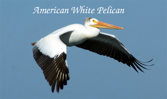 American White Pelican