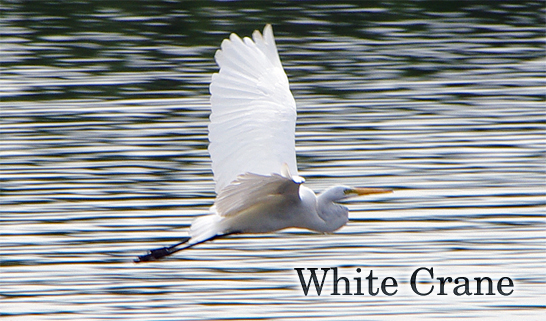 White Crane