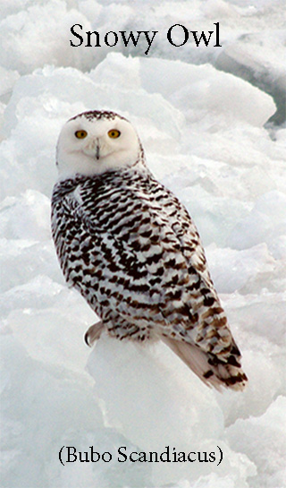 Snowy Owl