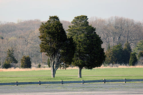 538.jpg HAMMONASSET TREES