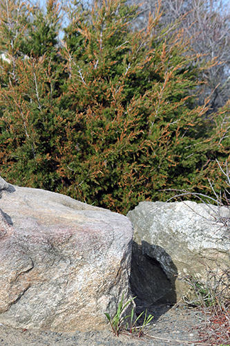 567.jpg HAMMONASSET STATE PARK