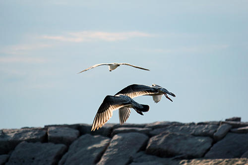 608CT BIRDS.jpg
