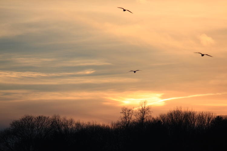 1731.jpg SEAGULLS SUNSET