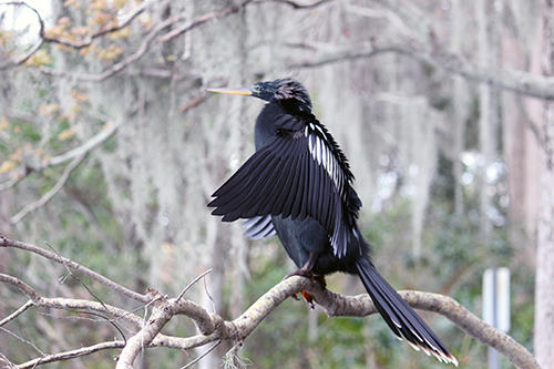 7132.jpg LARG BLK AN WHT BIRD DRYING 