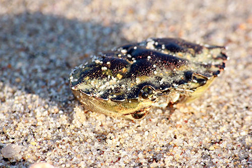 16742.jpg CT CRAB
