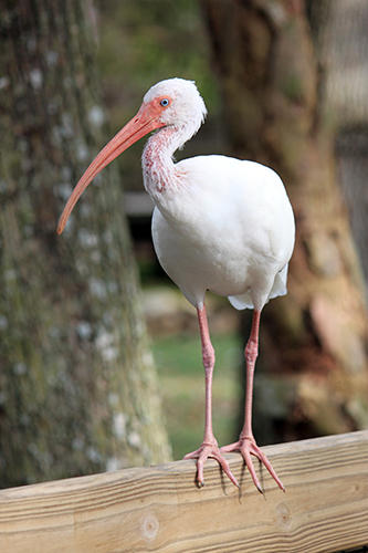 101.jpg FL WHITE BIRD