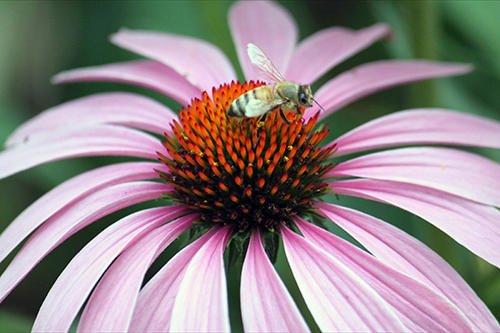 0733.jpg FLOWER & BEE