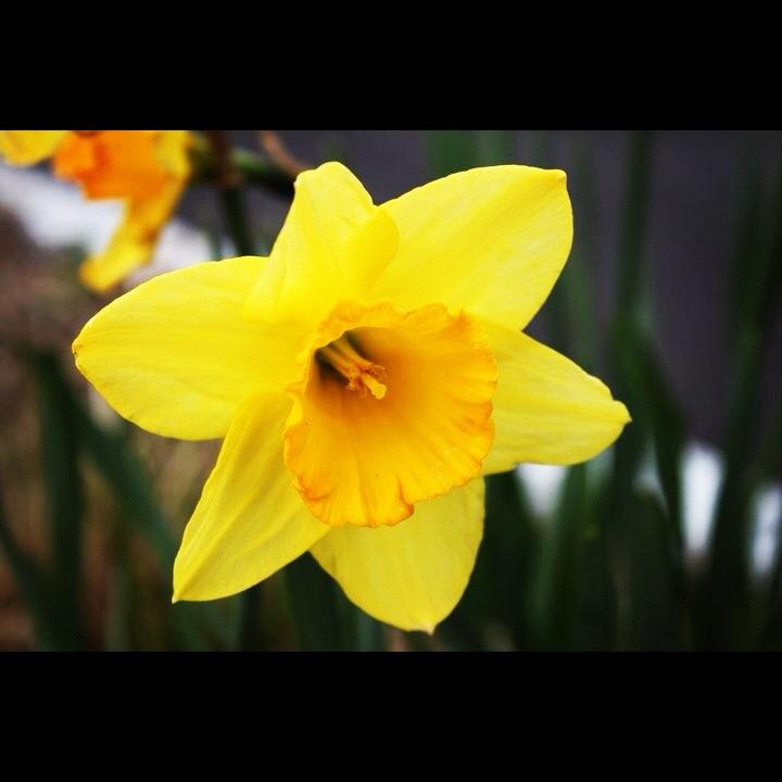 2012-07-28 YELLOW FLOWER
