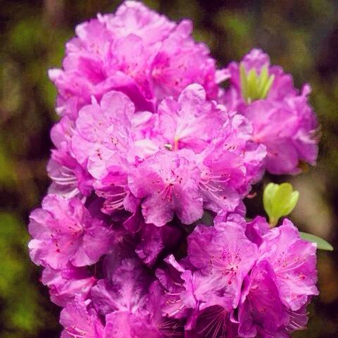 2012-07-28 PINK FLOWERS
