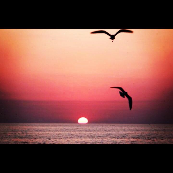  SEAGULL SUNSET