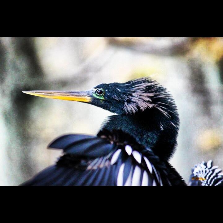  BLK & WHT BIRD UP CLOSE