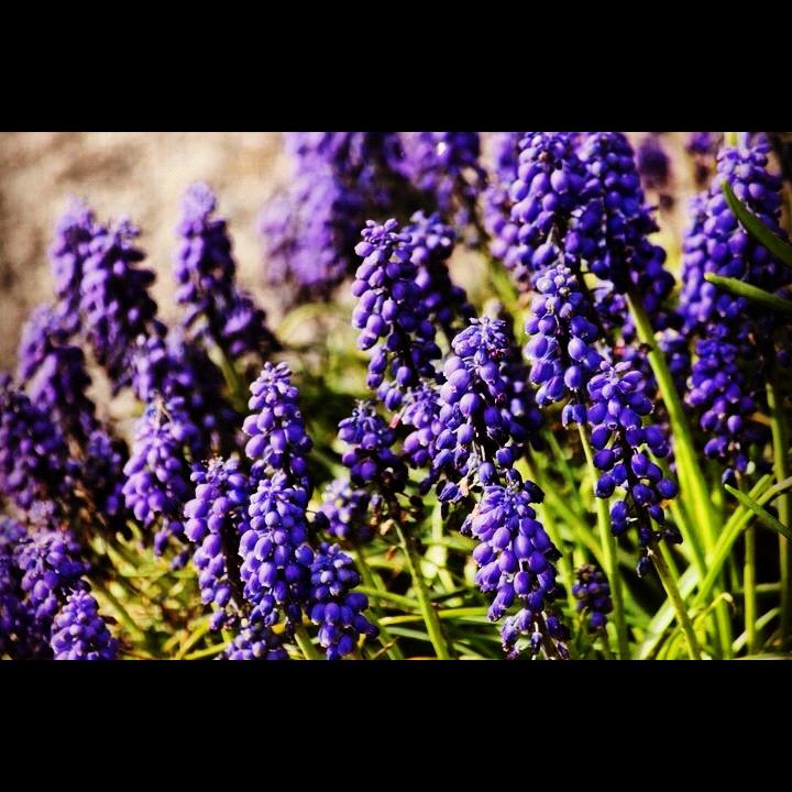 PURPLE FLOWERS