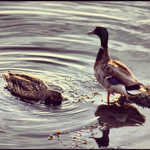 DUCKS