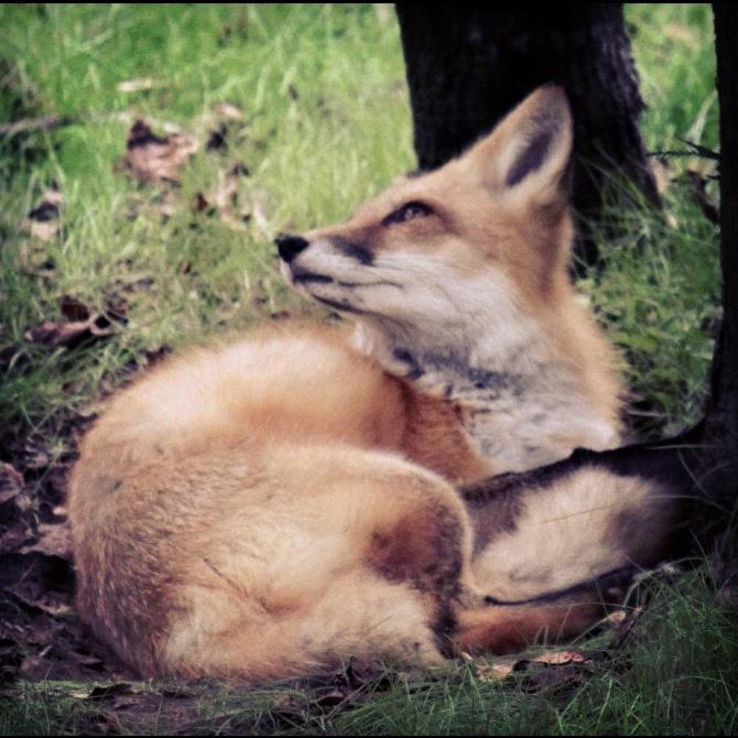 FL FOX