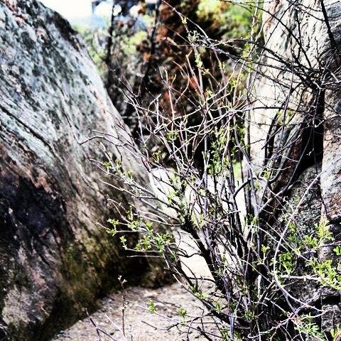  BETWEEN THE ROCKS