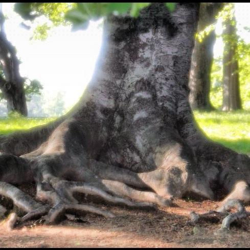 TREE OF LIFE