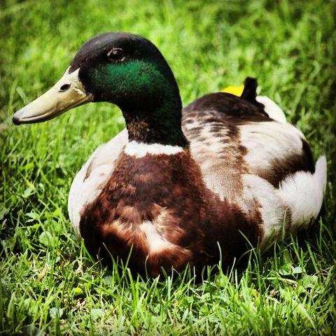 CT DUCK