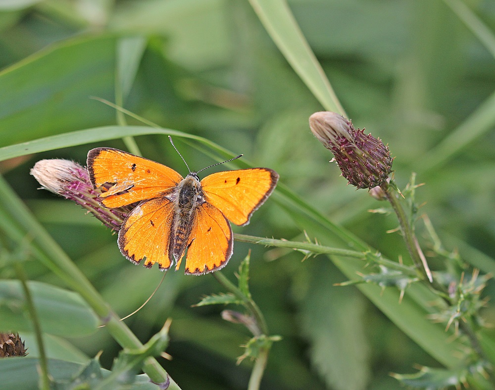 Grote Vuurvlinder / Large Copper (Lycaena dispar batava)