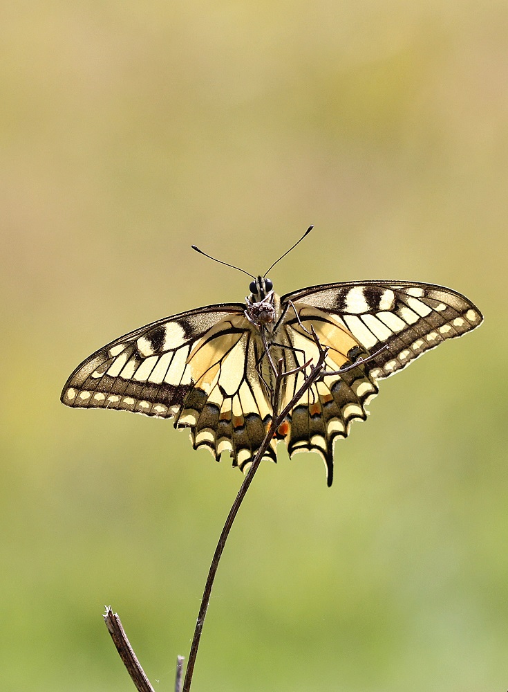 Koninginnenpage / Common Yellow Swallowtail