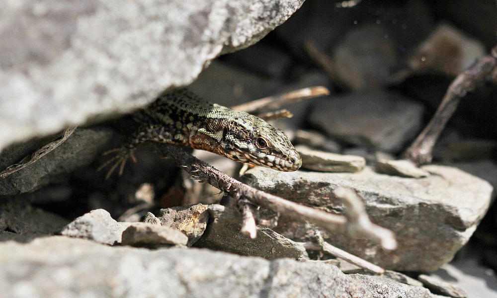 Muurhagedis / Common Wall Lizard
