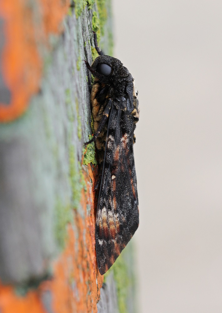 Doodshoofdvlinder / Deaths Head Hawkmoth