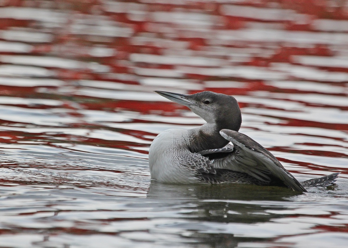 IJsduiker / Great Northern Diver
