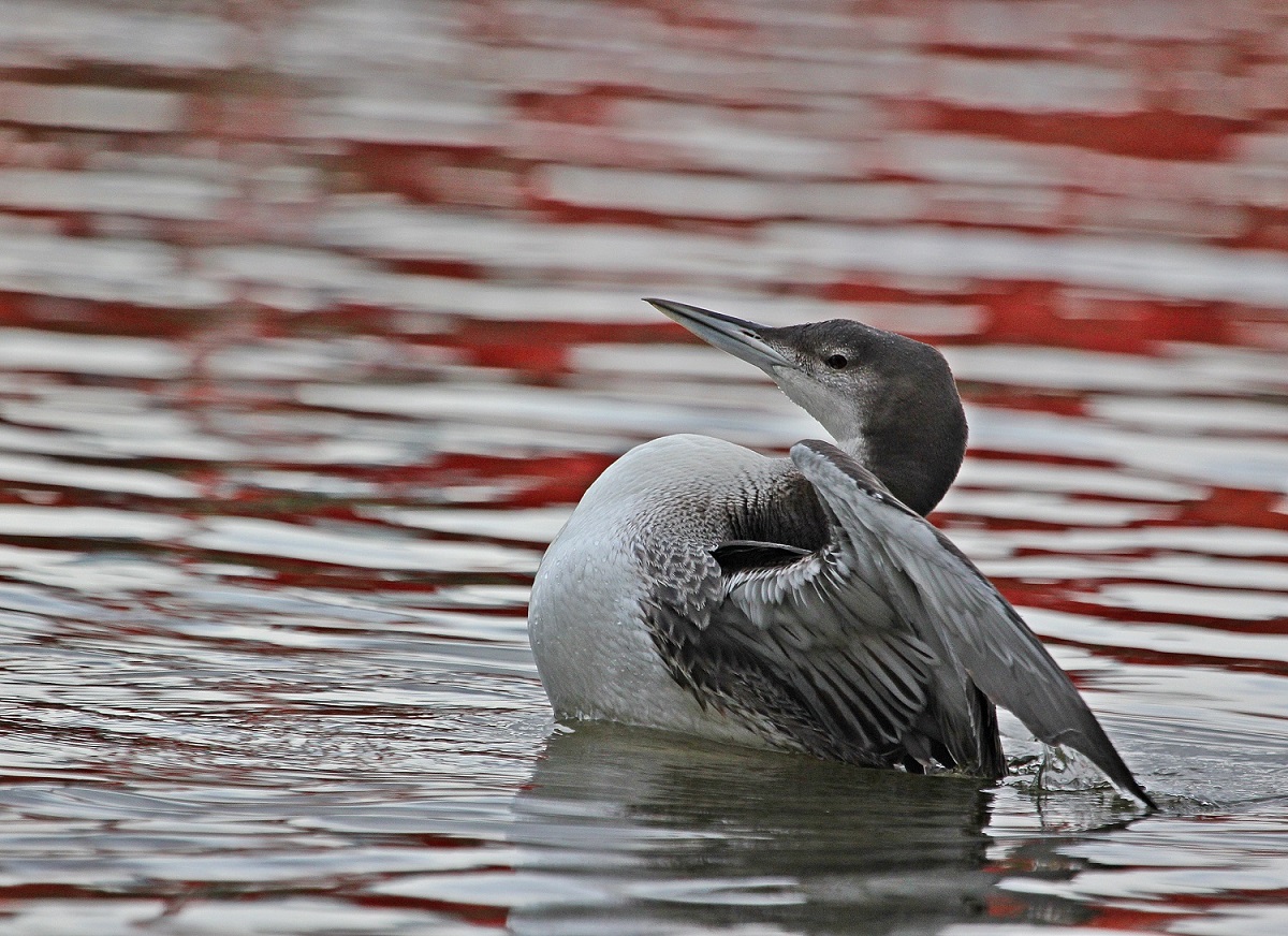 IJsduiker / Great Northern Diver