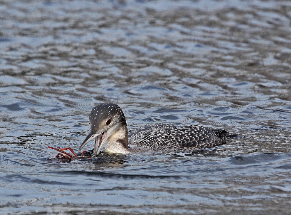 IJsduiker / Great Northern Diver