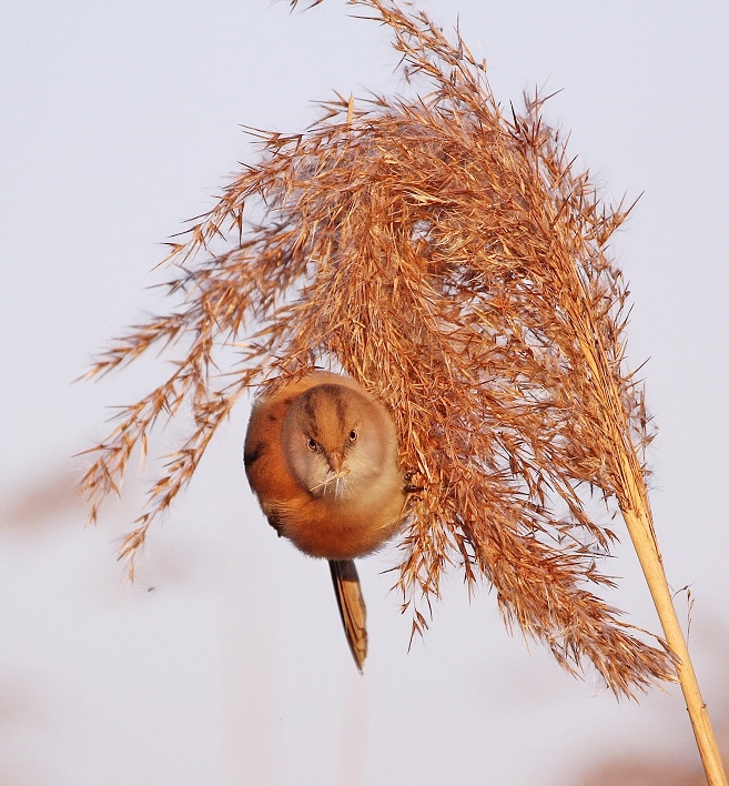 Baardmannetje / Bearded Tit