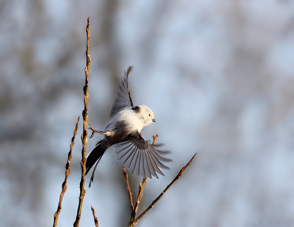 Witkopstaartmees / White-headed Long-tailed Tit