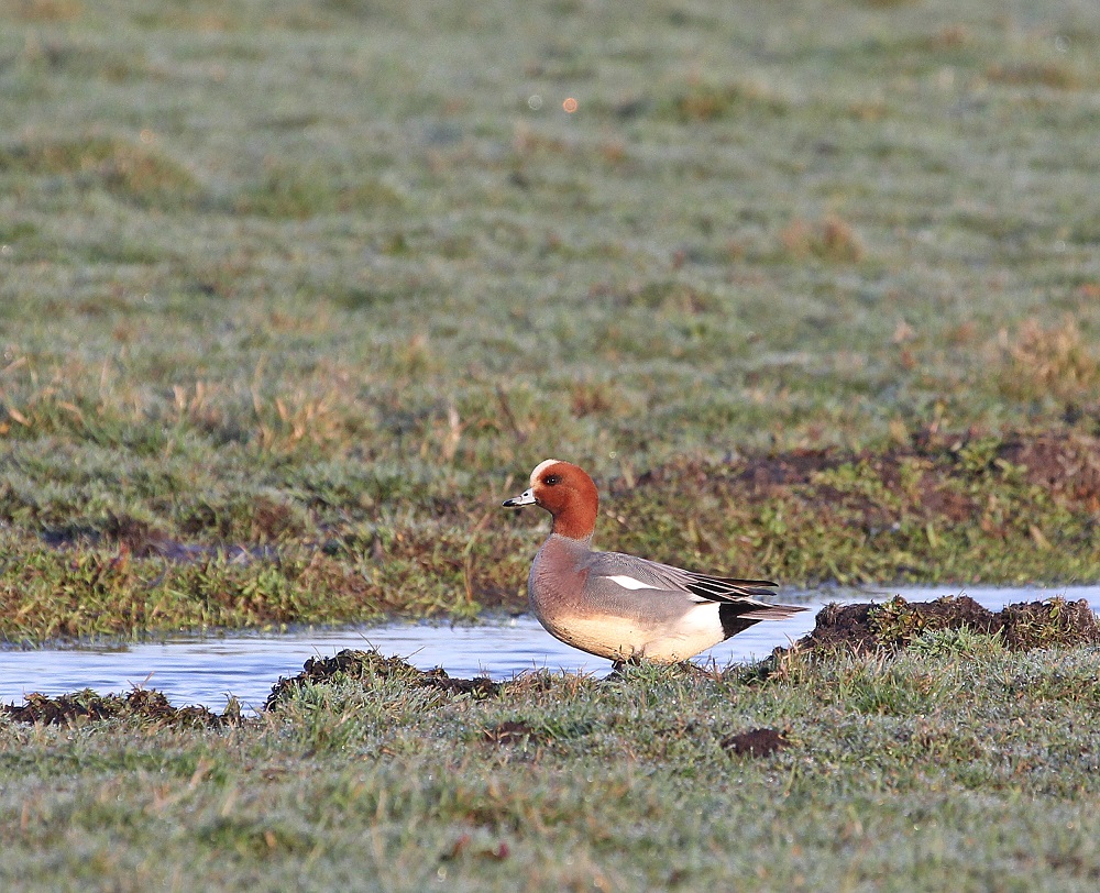 Smient / Eurasian Wigeon