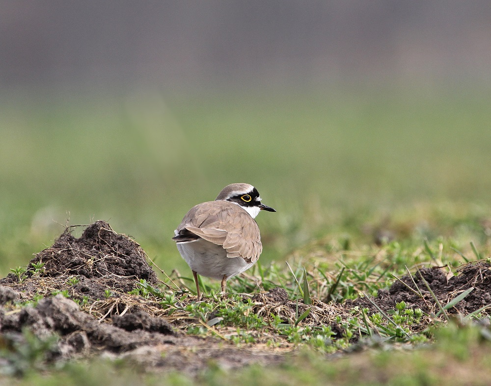 Kleine Plevier / Little Ringed Plover