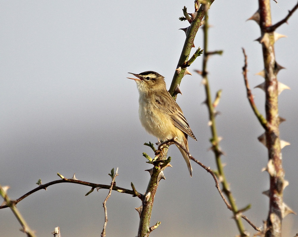 Rietzanger / Sedge Warbler